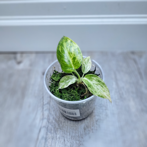 Philodendron Giganteum Variegated